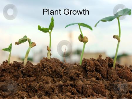 Plant Growth. Meristems What environmental factors affect plant growth?