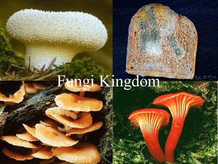 Fungi Kingdom.