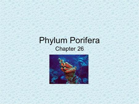 Phylum Porifera Chapter 26. General Characteristics No mouth, gut, specialized tissues or organ systems Multicellular Kept rigid through deposits of calcium.