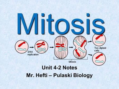 Mitosis Unit 4-2 Notes Mr. Hefti – Pulaski Biology.