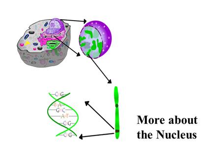 More about the Nucleus Nucleus Nuclear envelope - a double membrane that separates the nucleus from the cytoplasm Nuclear pores - numerous openings in.