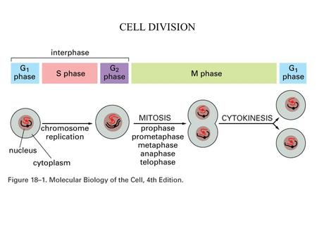 CELL DIVISION. Stages of mitosis (animal cell) prophase: - chromosomes condense (replicated in S phase) - centrosomes separate (duplicated in S phase)