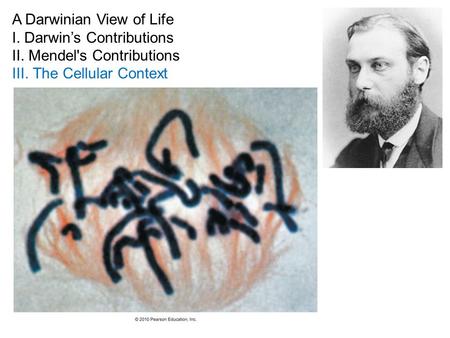 A Darwinian View of Life I. Darwin’s Contributions II. Mendel's Contributions III. The Cellular Context.
