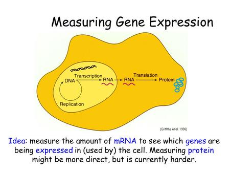 Idea: measure the amount of mRNA to see which genes are being expressed in (used by) the cell. Measuring protein might be more direct, but is currently.