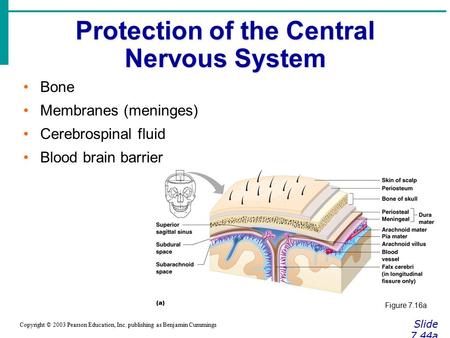 Protection of the Central Nervous System Slide 7.44a Copyright © 2003 Pearson Education, Inc. publishing as Benjamin Cummings Bone Membranes (meninges)