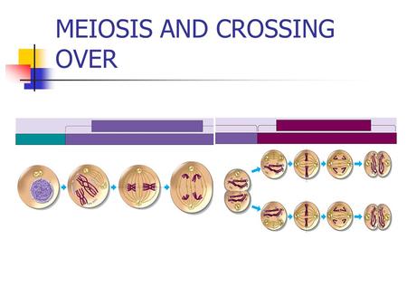 MEIOSIS AND CROSSING OVER Chromosomes are matched in homologous pairs Homologous chromosomes: the 2 members of a pair of chromosomes—contain genes for.
