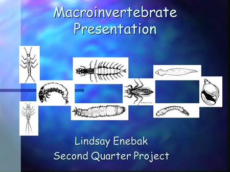 Macroinvertebrate Presentation Lindsay Enebak Second Quarter Project.