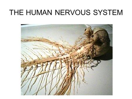 THE HUMAN NERVOUS SYSTEM. Autonomic CNS vs PNS Human Beings are based on a simple “stimulus – response” mechanism Our brains gather information from.