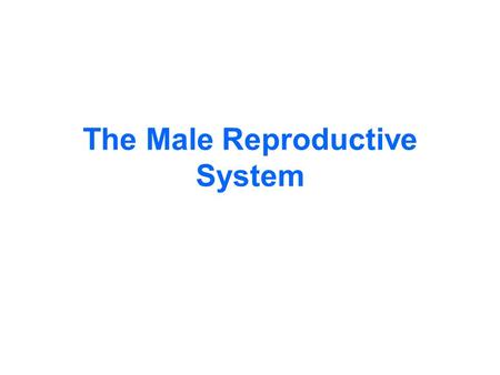 The Male Reproductive System. The Testis Spermatogensis and spermiogenesis.