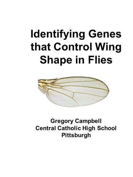 Identifying Genes that Control Wing Shape in Flies Gregory Campbell Central Catholic High School Pittsburgh.