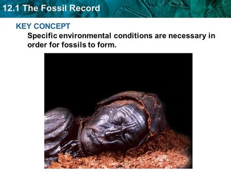 12.1 The Fossil Record KEY CONCEPT Specific environmental conditions are necessary in order for fossils to form.