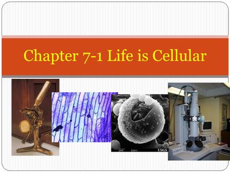 Chapter 7-1 Life is Cellular. Early Microscopes Robert Hooke -1665 looked at a thin slice of cork, from the cork oak tree Coined the term “cells”; looked.