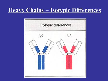 Heavy Chains – Isotypic Differences