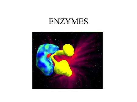ENZYMES. < < < < < < Controlling Enzyme Activity Competitive Inhibition A substrate mimic (molecule that has the same configuration as the.