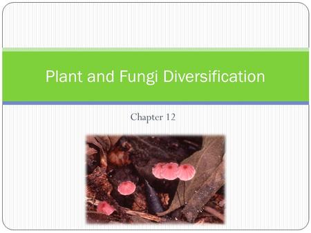 Plant and Fungi Diversification