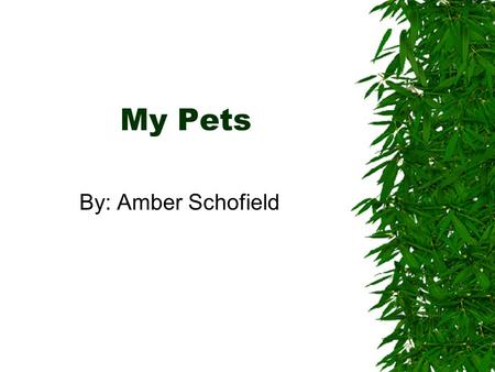 My Pets By: Amber Schofield. My Pets  My cats  My dog  My bearded dragons.