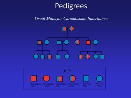 Pedigrees Visual Maps for Chromosome Inheritance.