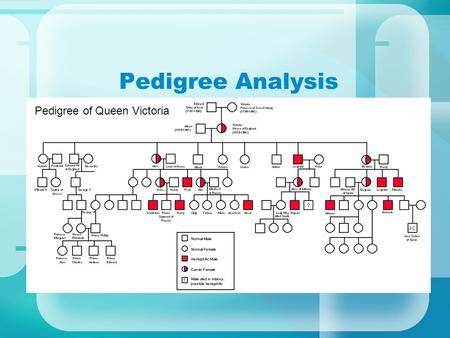Pedigree Analysis Have you ever seen a family tree… do you have one?? Graphic representation of family inheritance. Pedigree of Queen Victoria.