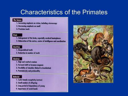 Characteristics of the Primates. Comparative Primate Anatomy.