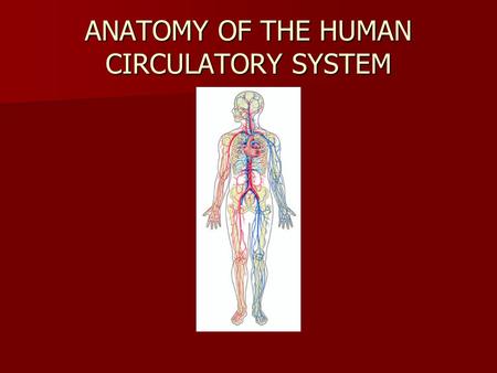 ANATOMY OF THE HUMAN CIRCULATORY SYSTEM