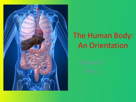 The Human Body: An Orientation Chapter 1 Part 1. Three essential concepts that unify Anatomy and Physiology: