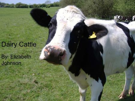 By: Elizabeth Johnson Dairy Cattle By: Elizabeth Johnson.