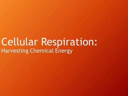 Cellular Respiration: Harvesting Chemical Energy.