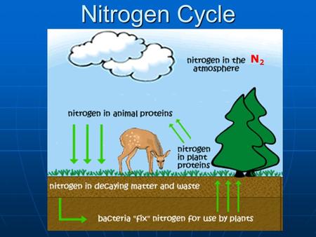 Nitrogen Cycle N2N2. forms of nitrogen forms of nitrogen N 2 – gas N 2 – gas 78% of our atmosphere is made of N 278% of our atmosphere is made of N 2.
