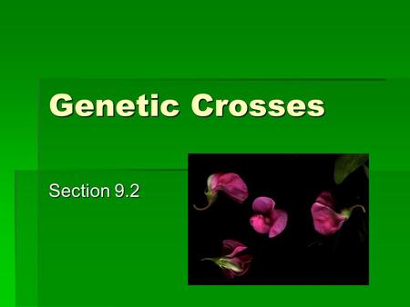 Genetic Crosses Section 9.2. Genotype  The genetic makeup of an organism  Consists of the alleles that the organism inherits from its parents  Example: