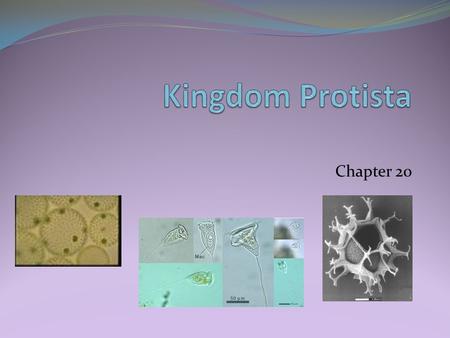 Chapter 20. What is a protist? any organism that is not a plant, animal, fungus, or prokaryote. Domain Eukarya, Kingdom Protists Eukaryotic – HAVE A NUCLEUS.