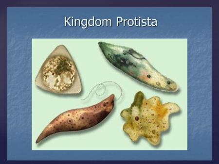 {.  Protists are eukaryotic organisms, which have membrane-bound nucleus.  Unicellular (one cell) or multicellular (many cells). What are protists?