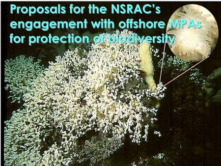 Proposals for the NSRAC’s engagement with offshore MPAs for protection of biodiversity.