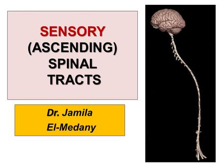 SENSORY (ASCENDING) SPINAL TRACTS
