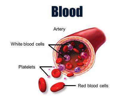 Blood White blood cells Platelets Red blood cells Artery.