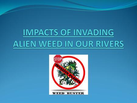 IMPACTS OF INVADING ALIEN WEED IN OUR RIVERS