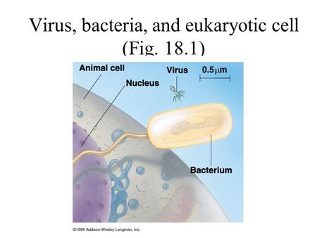 Virus, bacteria, and eukaryotic cell (Fig. 18.1).