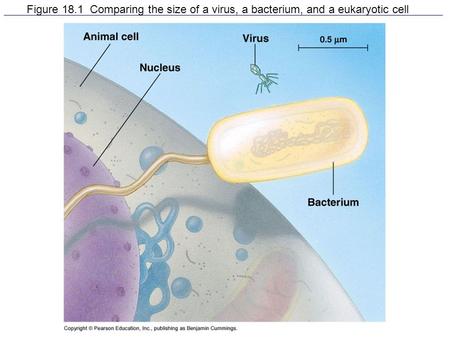 Figure 18.1 Comparing the size of a virus, a bacterium, and a eukaryotic cell.