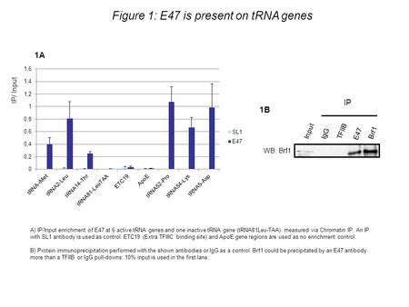 1A IP/ Input Figure 1: E47 is present on tRNA genes 1B IgG TFIIB E47 Brf1 WB: Brf1 Input IP A) IP/Input enrichment of E47 at 6 active tRNA genes and one.