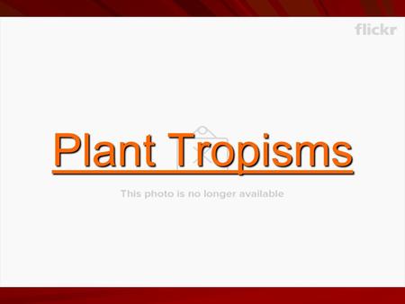 Plant Tropisms. What are we talking about? Tropism - directional growth of a plant, or part of a plant, in response to an external stimulus.