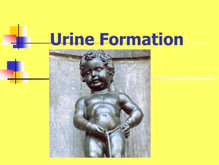 Urine Formation. Review of nephron structure afferent arteriole glomerulus efferent arteriole proximal convoluted tubule distal convoluted tubule Loop.