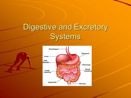 Digestive and Excretory Systems. Vocabulary Lesson 3 1. saliva – a liquid in your mouth that starts to break down the food you eat 2. peristalsis –