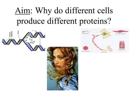 Aim: Why do different cells produce different proteins?