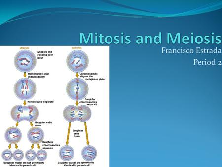 Francisco Estrada Period 2. Differentiation Mitosis Meiosis I Sexual Reproduction Meiosis consist of two successive nuclear divisions Meiosis I and Meiosis.