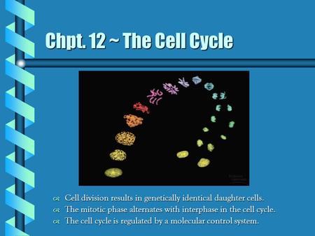 Chpt. 12 ~ The Cell Cycle  Cell division results in genetically identical daughter cells.  The mitotic phase alternates with interphase in the cell cycle.