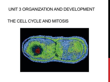 THE CELL CYCLE AND MITOSIS UNIT 3 ORGANIZATION AND DEVELOPMENT.