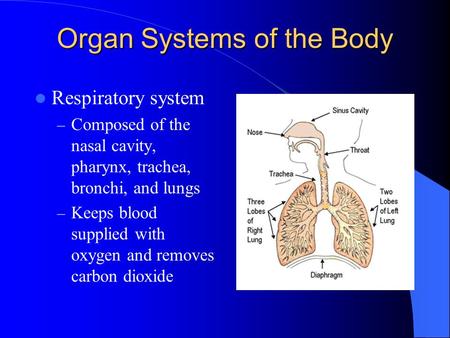 Organ Systems of the Body Respiratory system – Composed of the nasal cavity, pharynx, trachea, bronchi, and lungs – Keeps blood supplied with oxygen and.