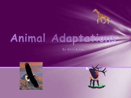 By: Emily Buhler. Structural Adaptations Behavioural Adaptations Migration Mimicry Hibernation The 6 Adaptations.