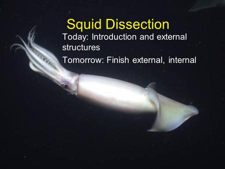 Squid Dissection Today: Introduction and external structures Tomorrow: Finish external, internal.