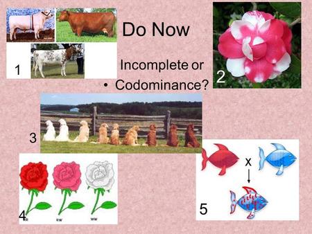 Do Now Incomplete or Codominance? 1 2 3 4 5. Human Genetics: Patterns of Inheritance for Human Traits.