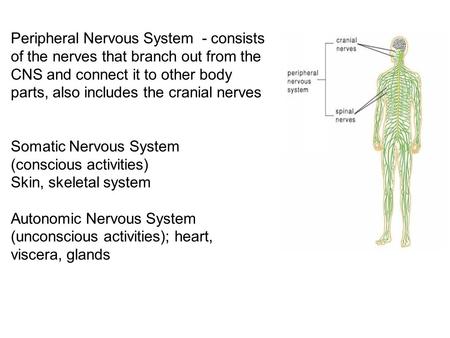 Peripheral Nervous System - consists of the nerves that branch out from the CNS and connect it to other body parts, also includes the cranial nerves Somatic.